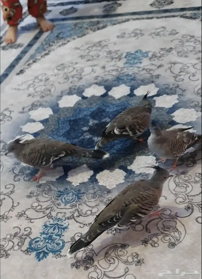 خلخليت اليف واجواز منتجه 3