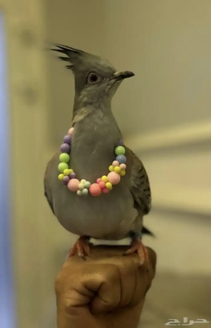 خلخليت اليف واجواز منتجه 0