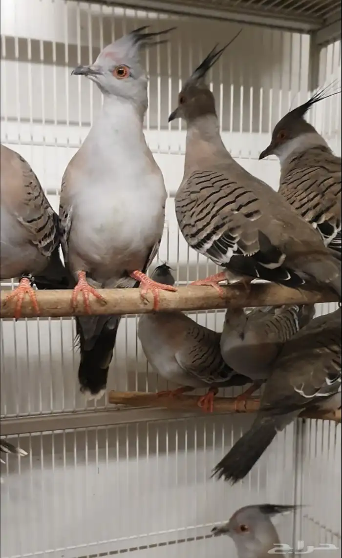 خلخليت اليف واجواز منتجه 5