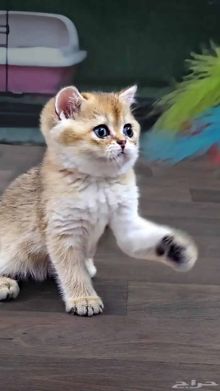 فرصة لاتتكرر سكوتش فولد ny11 أجداد شامبيون للبيع 7