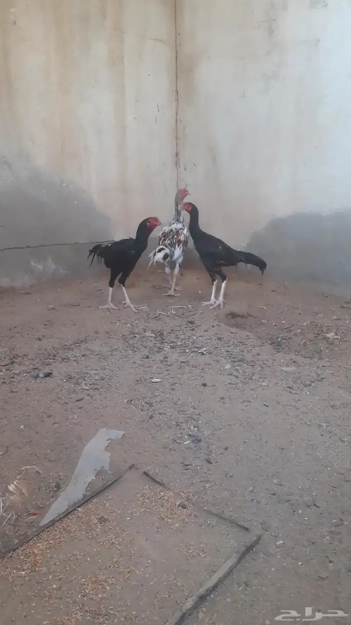 للبيع ديوك باكستاني 0