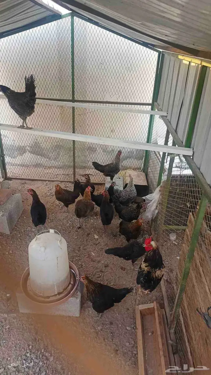 دجاج بلدي بياض و حضان 3