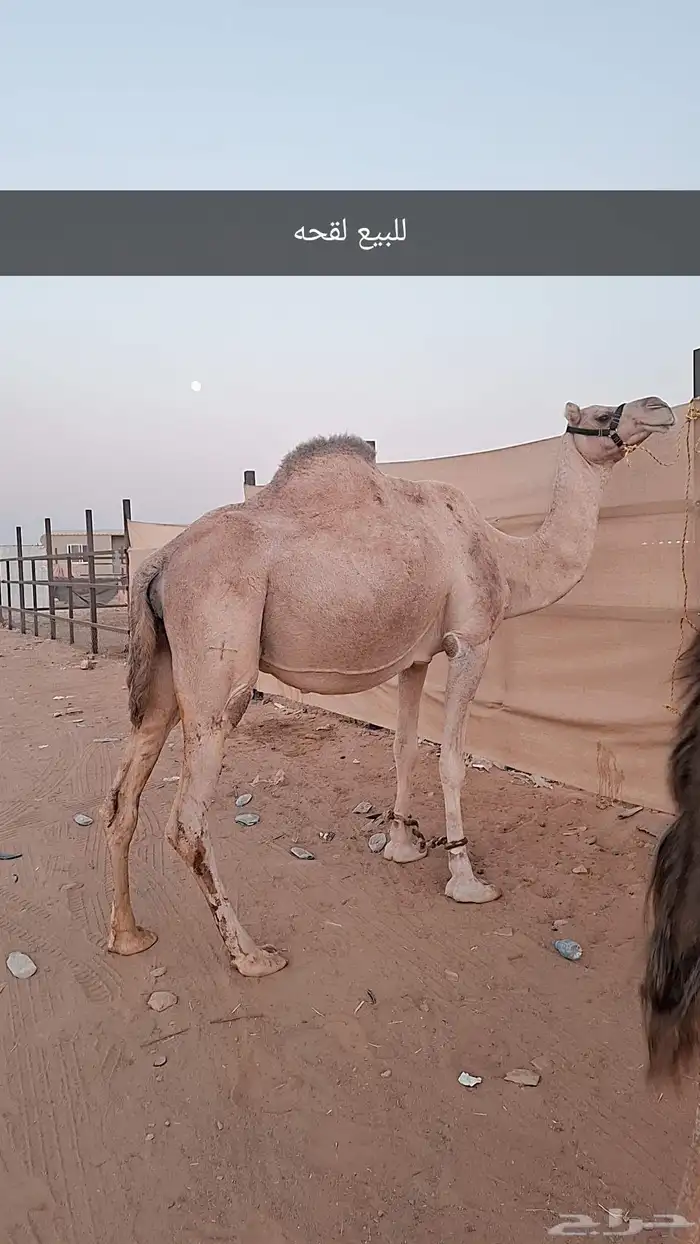 نياق لقحات 0