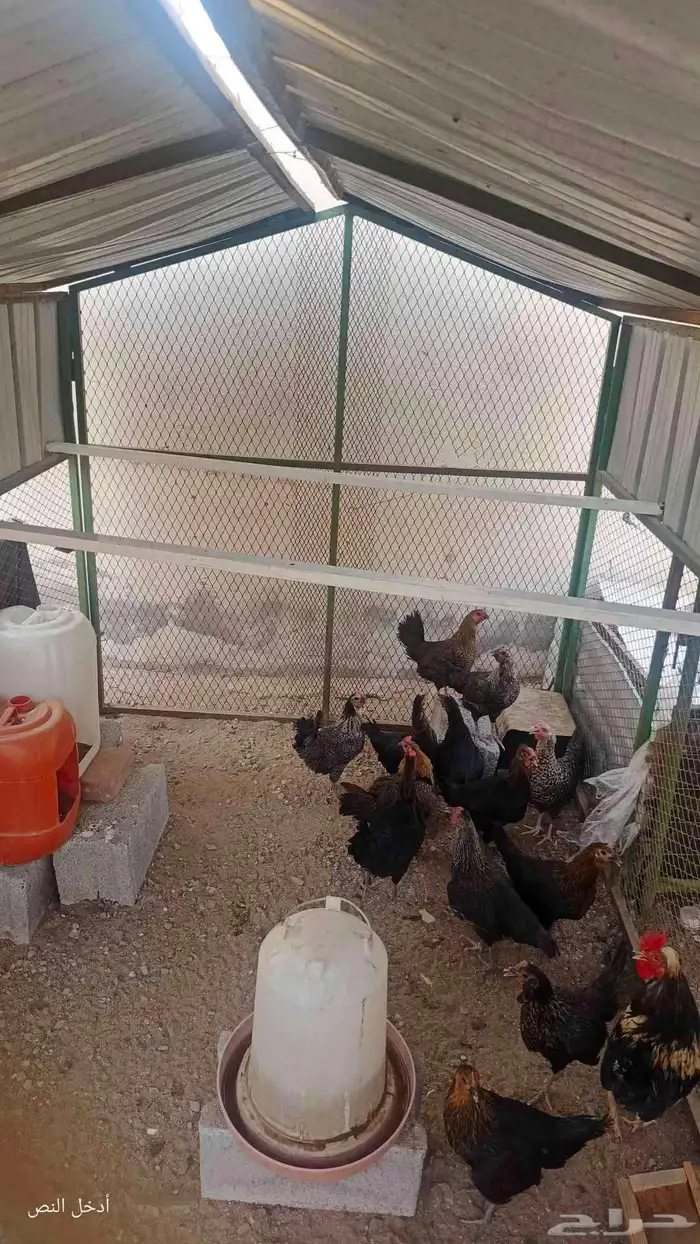 دجاج بلدي بياض و حضان 2