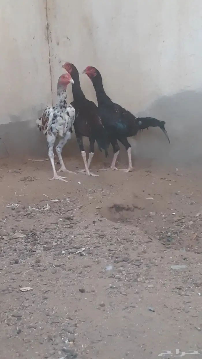 للبيع ديوك باكستاني 1