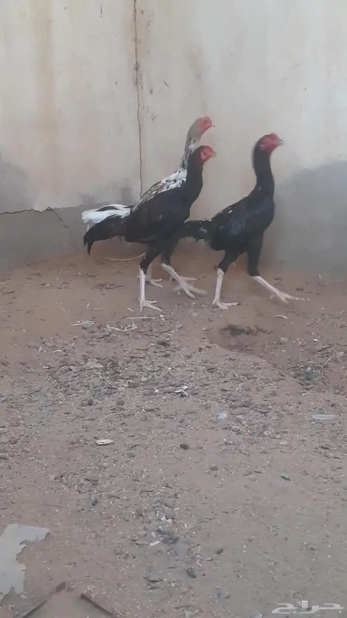 للبيع ديوك باكستاني 2