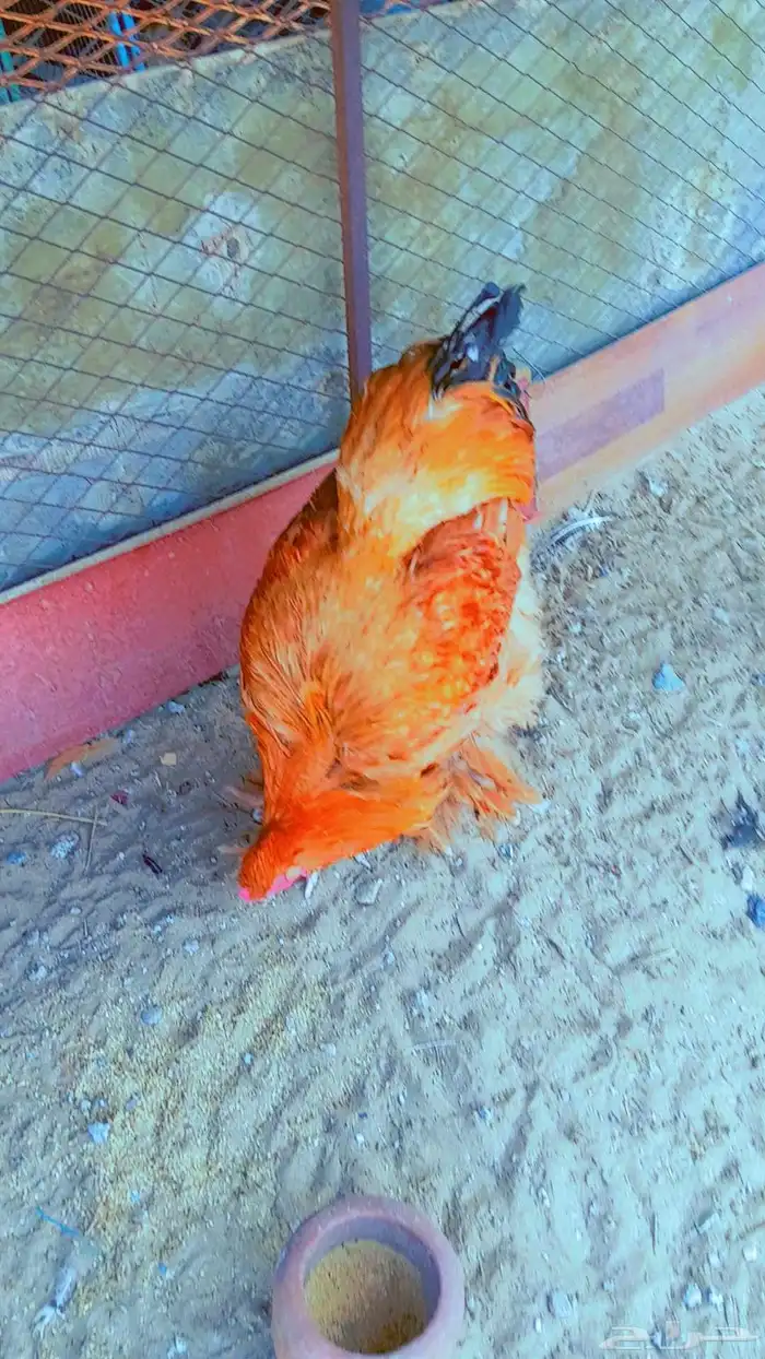 دجاج براهما 0