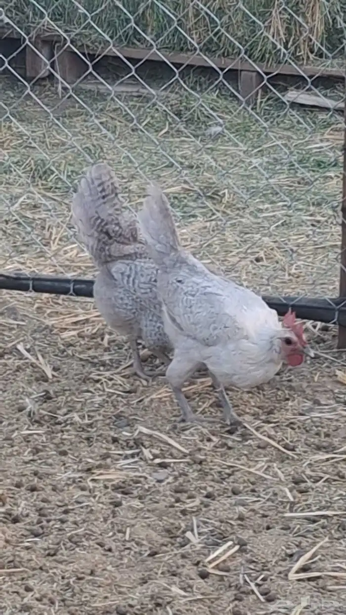 دجاج فيومي (تم البيع ) 1