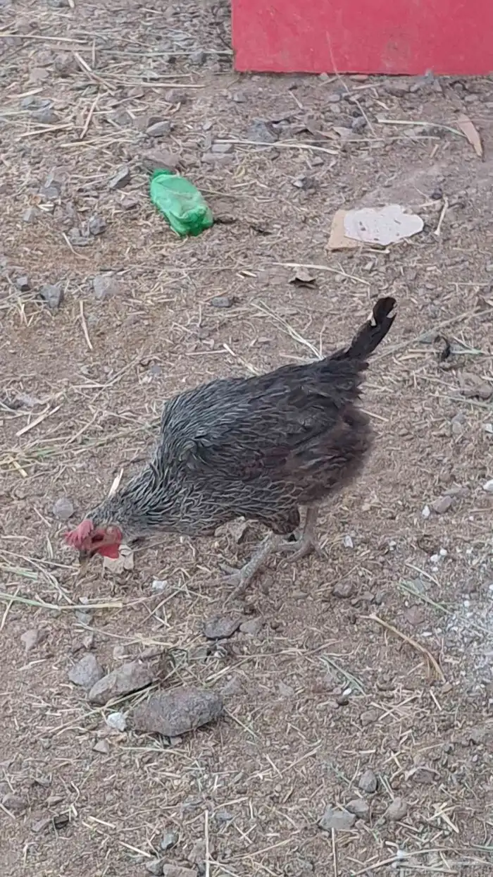 دجاج فيومي (تم البيع ) 2