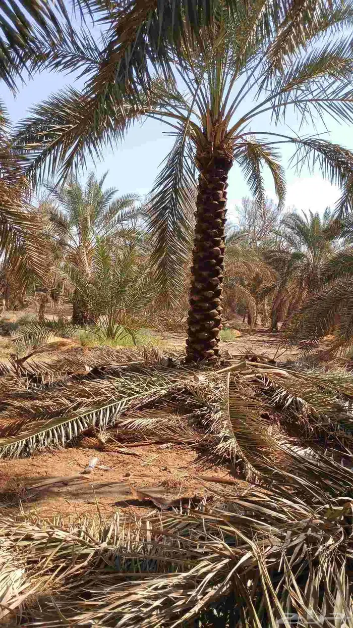 يوجد لدينا نخل تكريب هلال من مترين ونص 3م4م 5م 6م 6