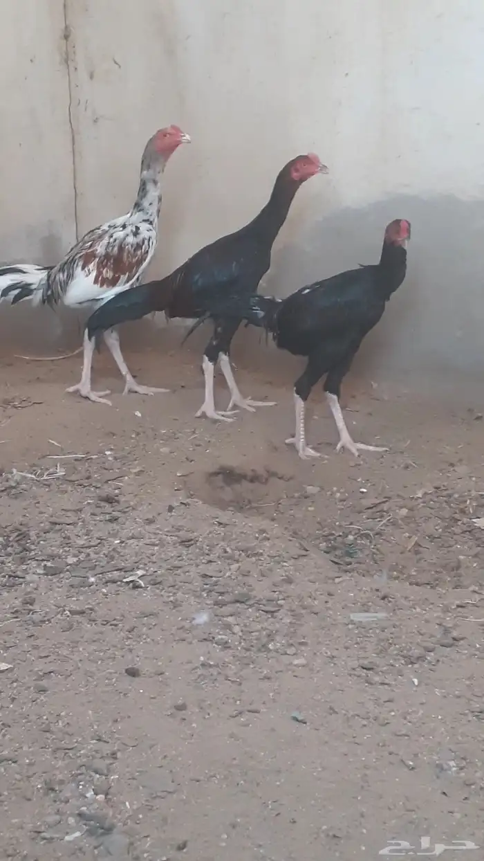 للبيع ديوك باكستاني 3