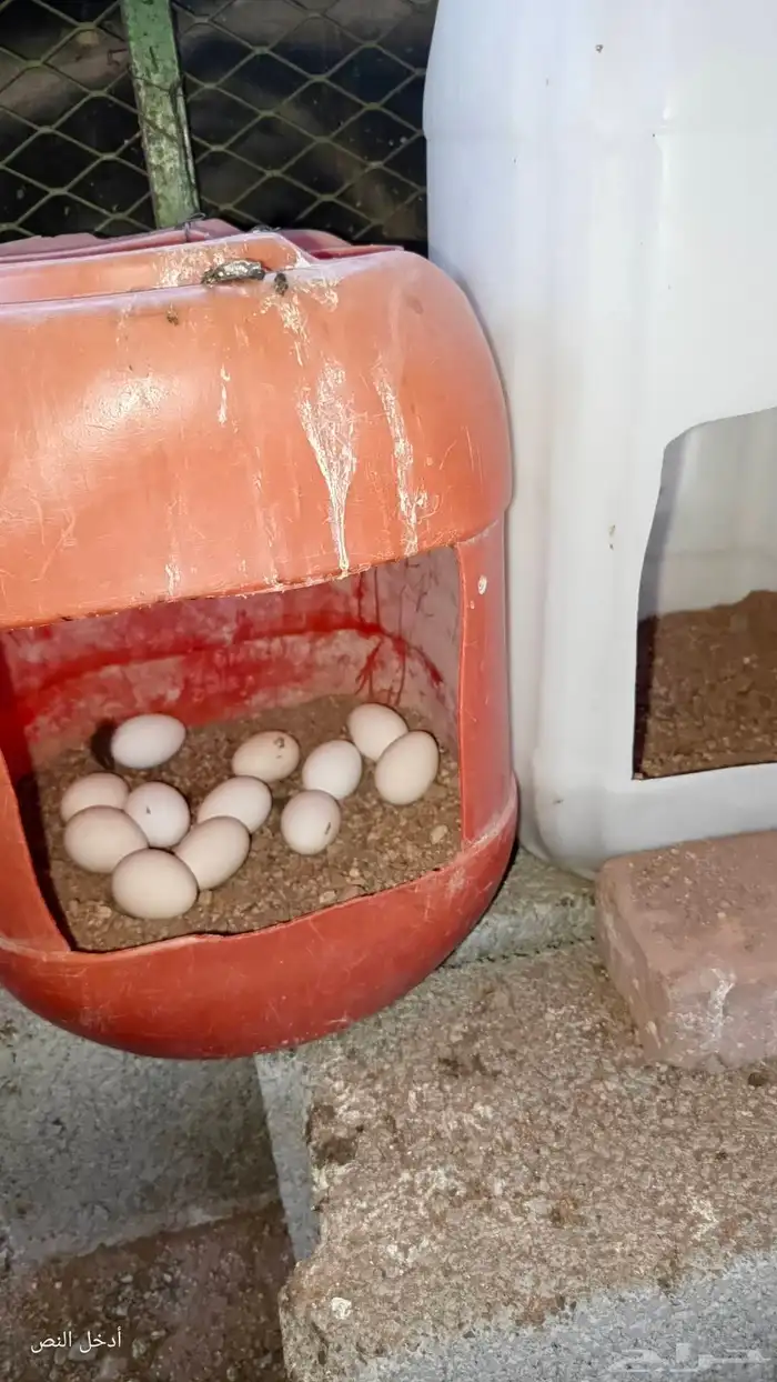 دجاج بلدي بياض و حضان 1