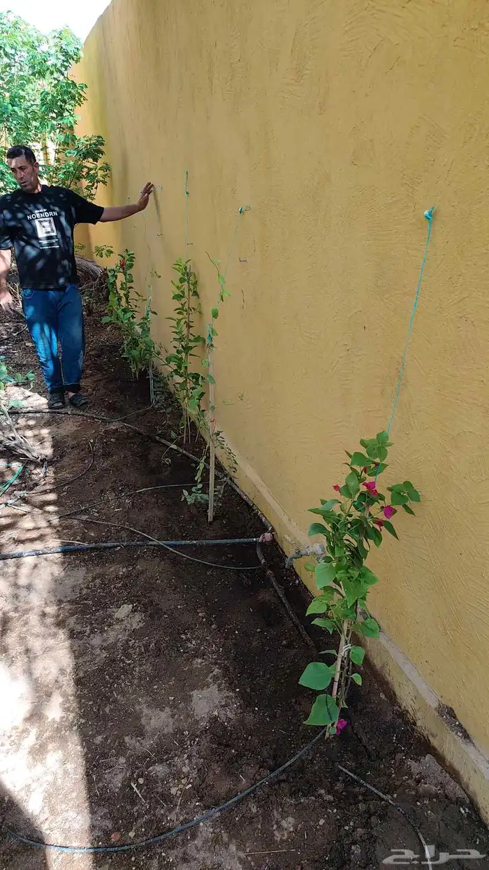 تنسيق حدائق 2