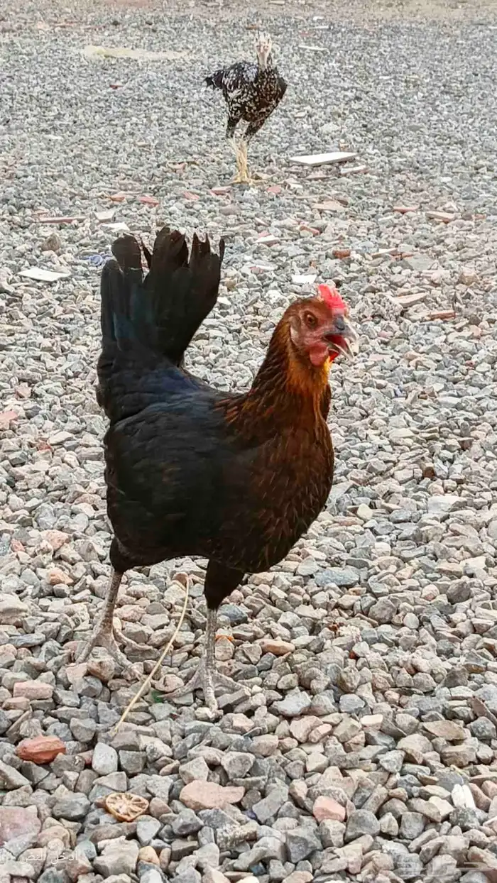 دجاج بلدي بياض و حضان 0