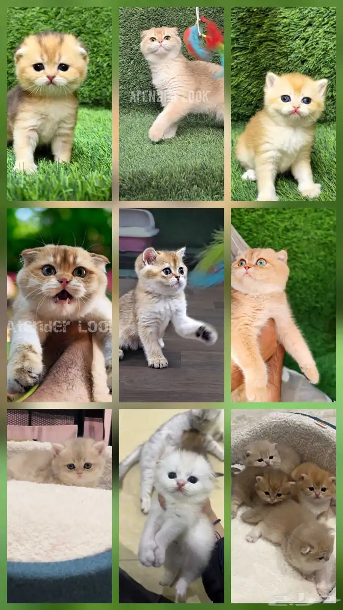 فرصة لاتتكرر سكوتش فولد ny11 أجداد شامبيون للبيع 2