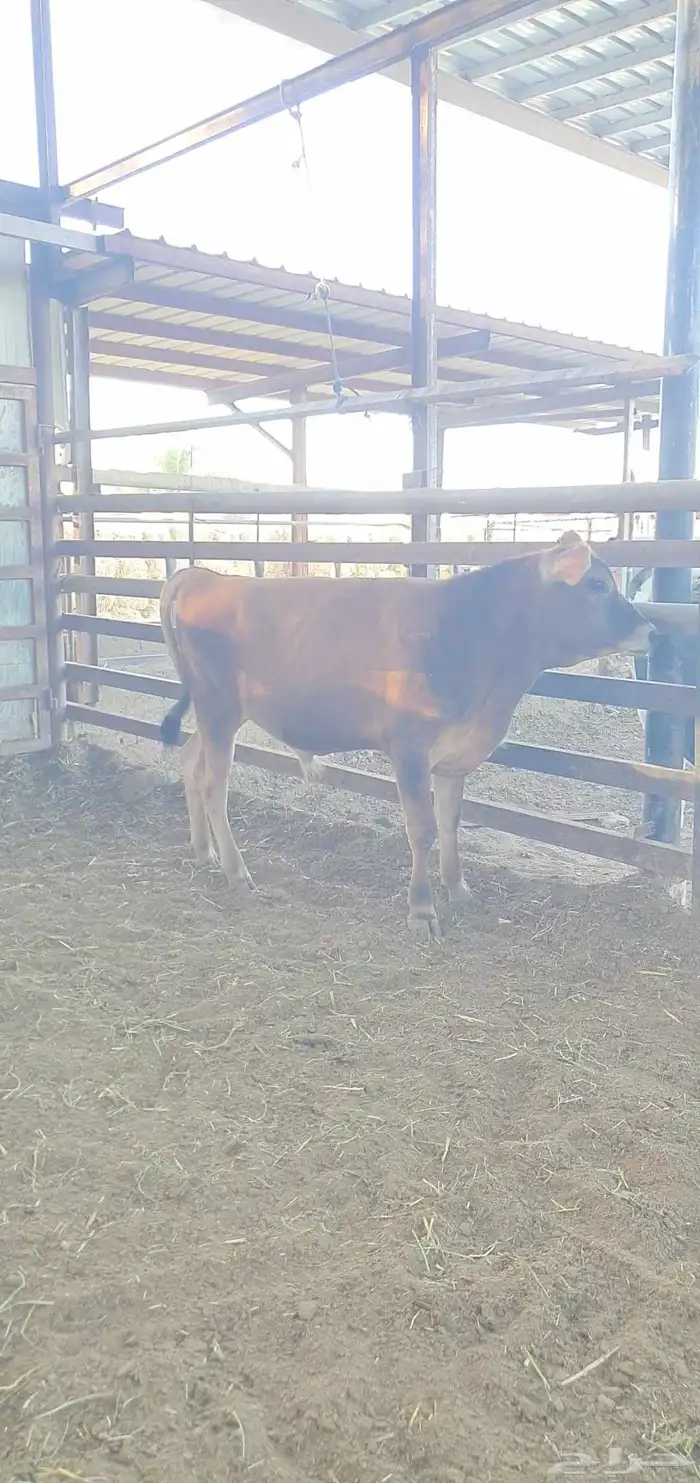 ثور جيرسي انجليزي بيور بقر 2