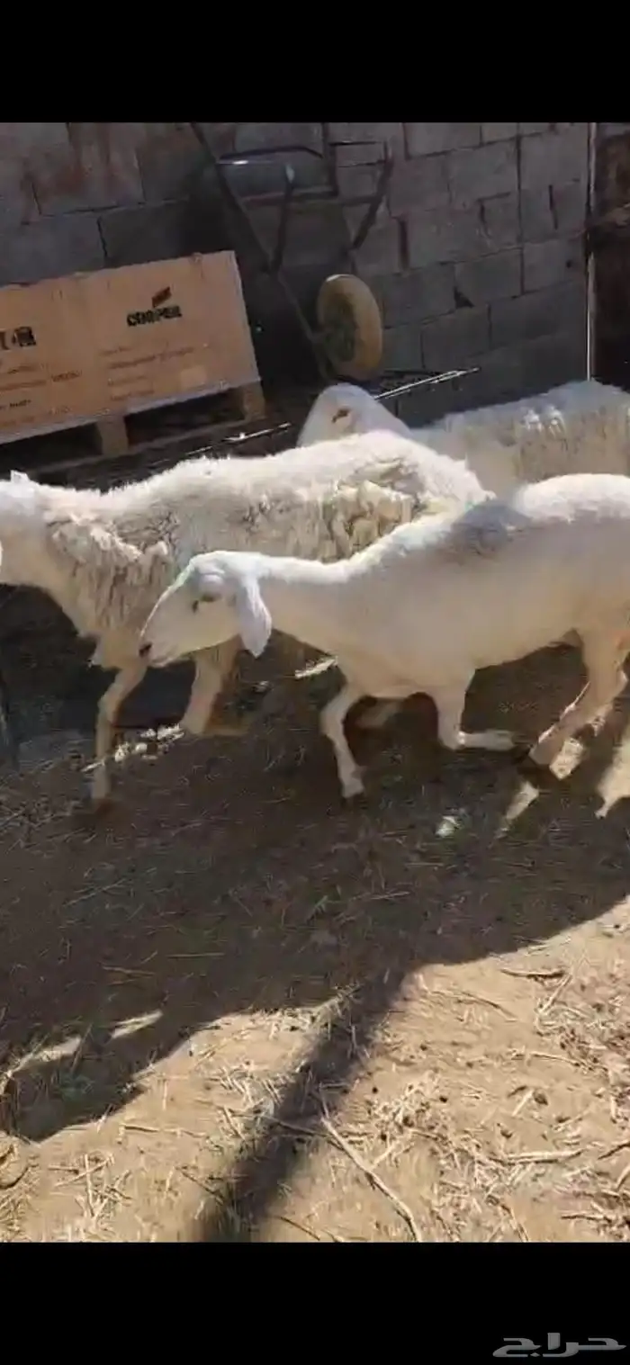 مجموعة شياه حريات بالفحل تامات 4