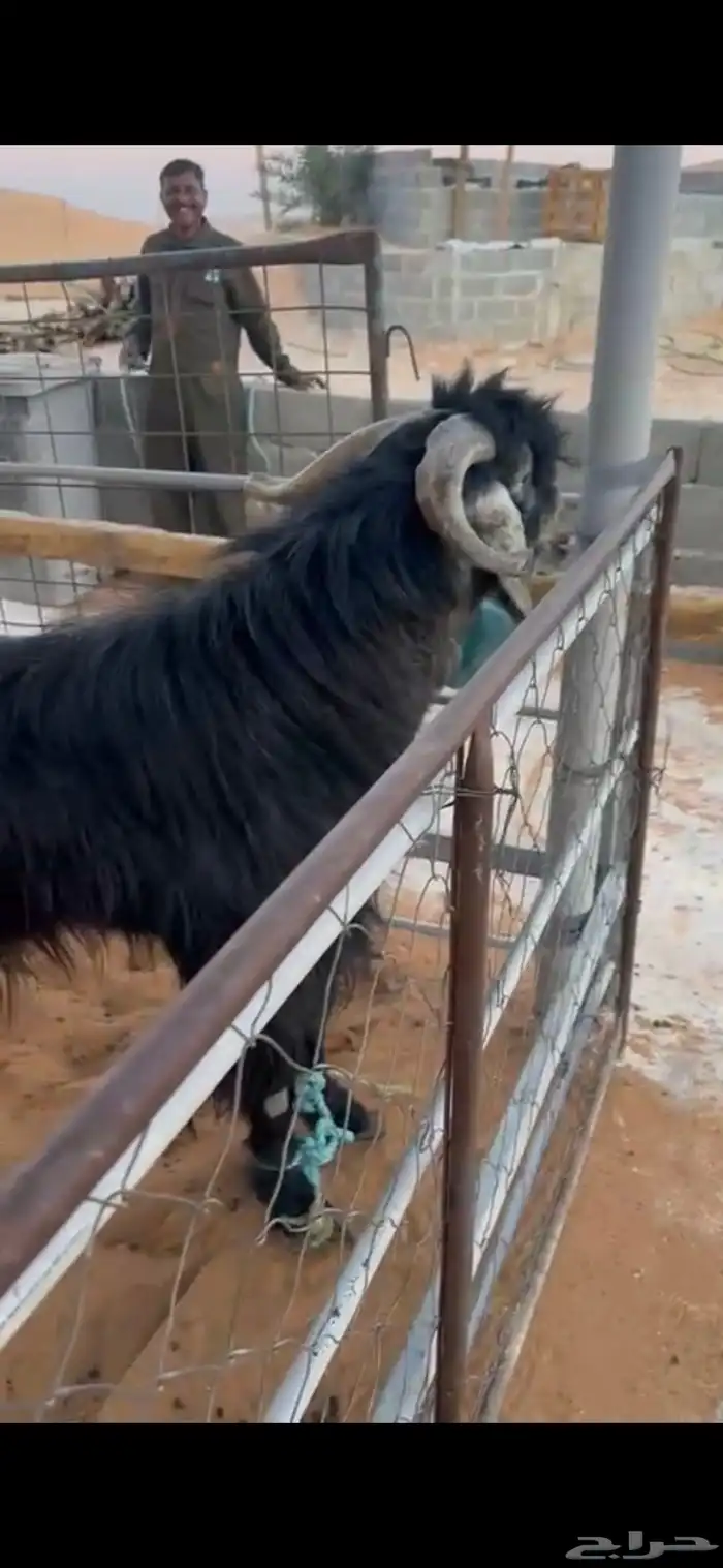 تيس عارضي فحل 0