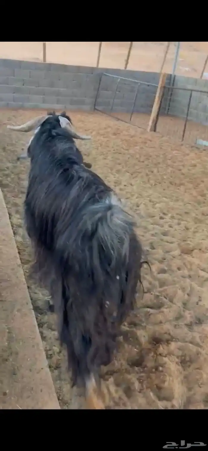 تيس عارضي فحل 1