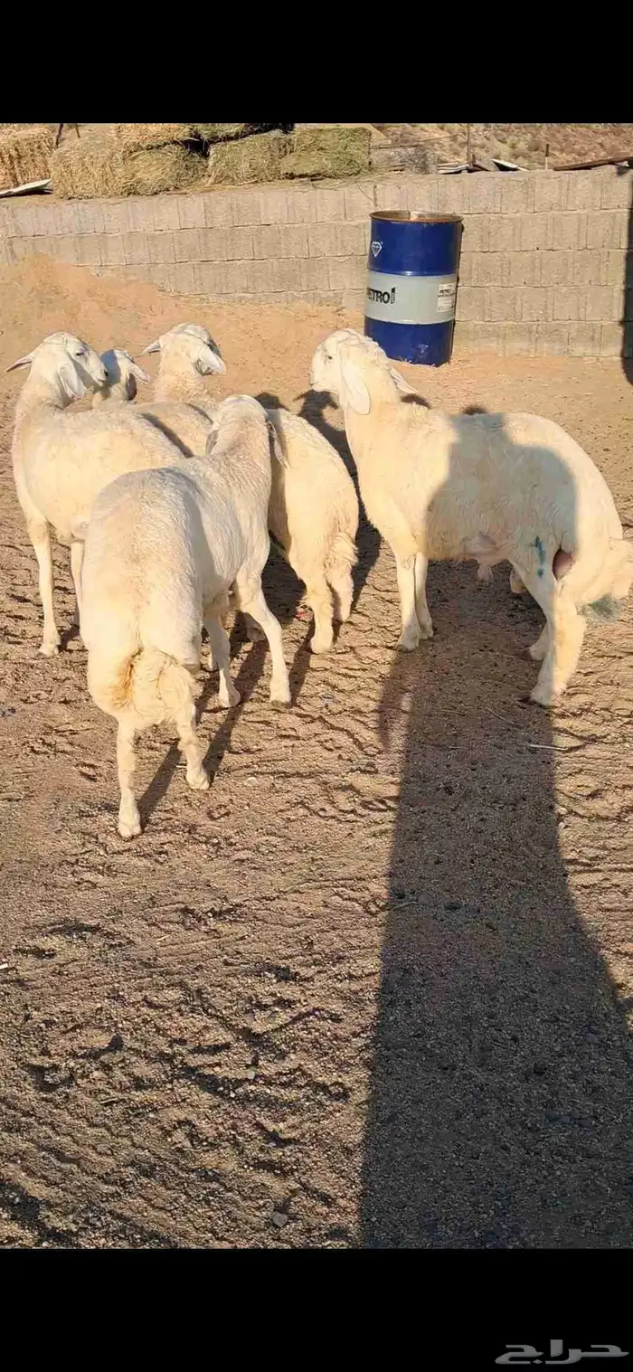 للبيع طليان جبره وفل شحم مشاءلله 3