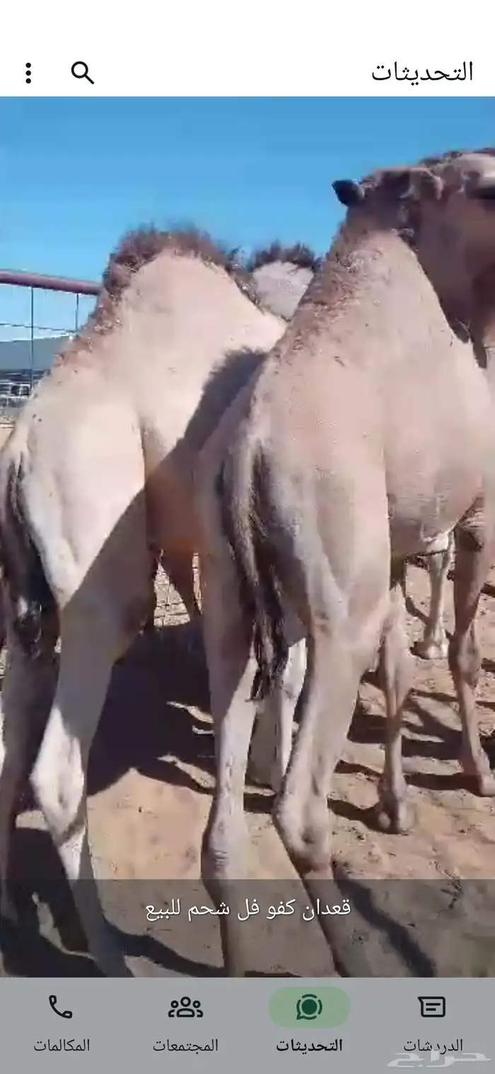 قعدان فل الفل مفاريد للبيع 0