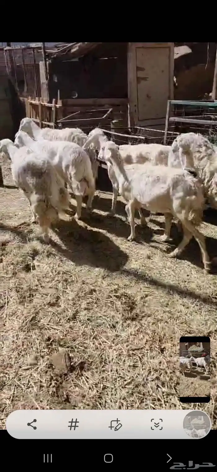 مجموعة شياه حريات بالفحل تامات 5