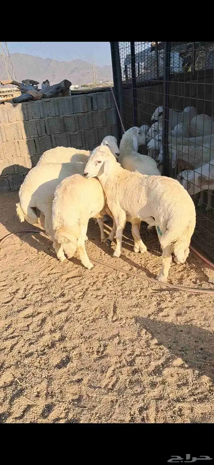 للبيع طليان جبره وفل شحم مشاءلله 1