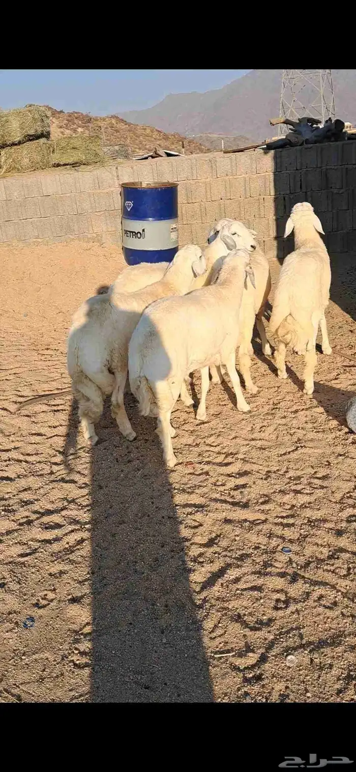 للبيع طليان جبره وفل شحم مشاءلله 2