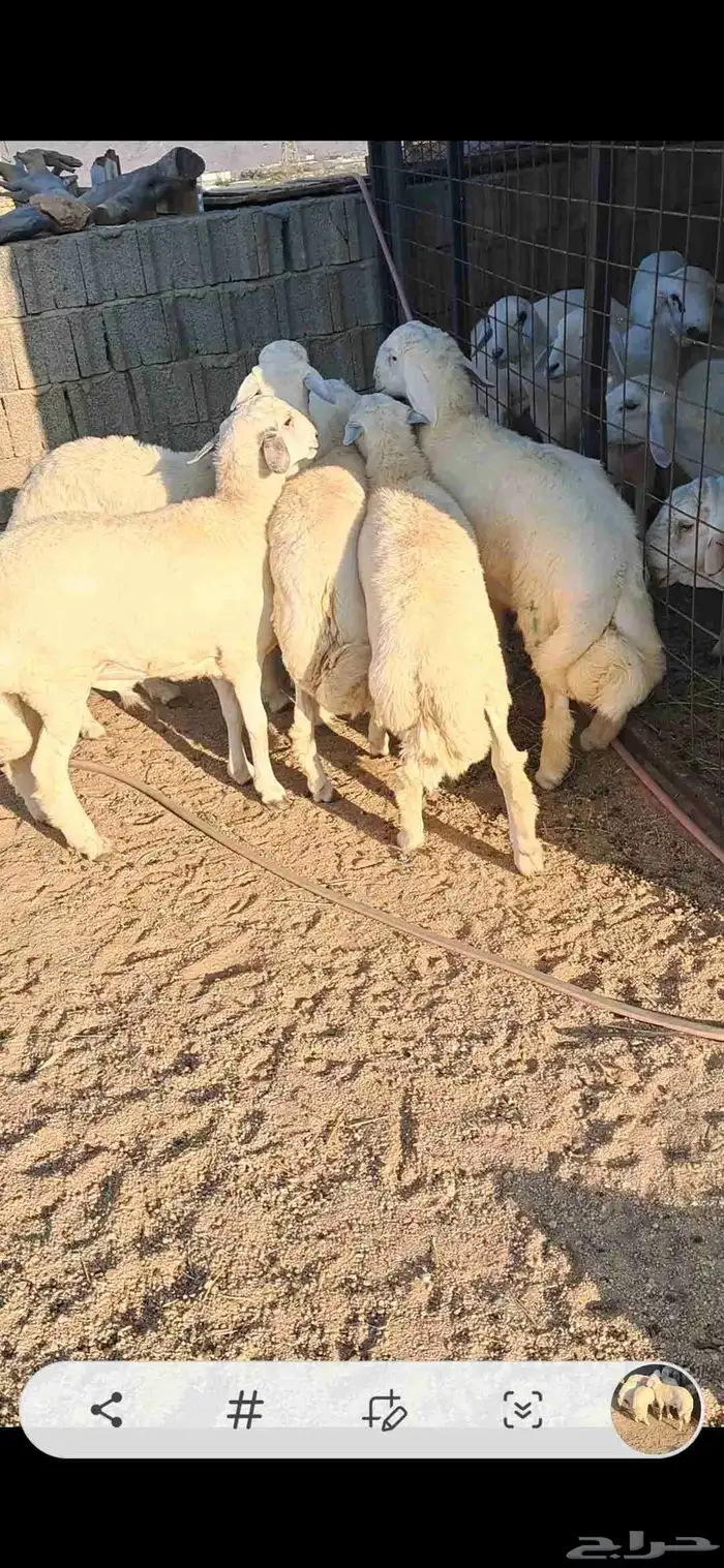 للبيع طليان جبره وفل شحم مشاءلله 0