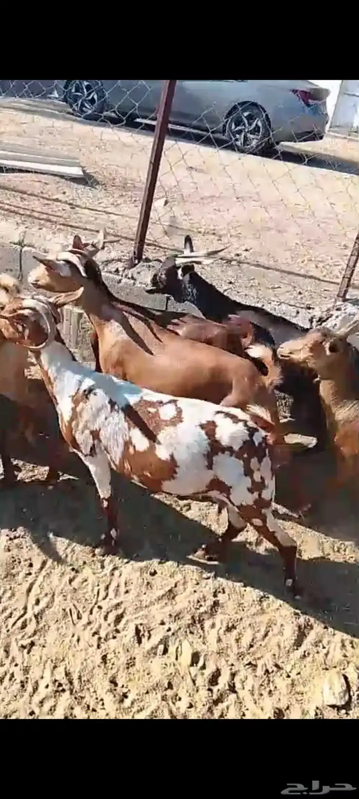 للبيع 11معز حص دهم دفيع واصله كلها حصيب مبين 4