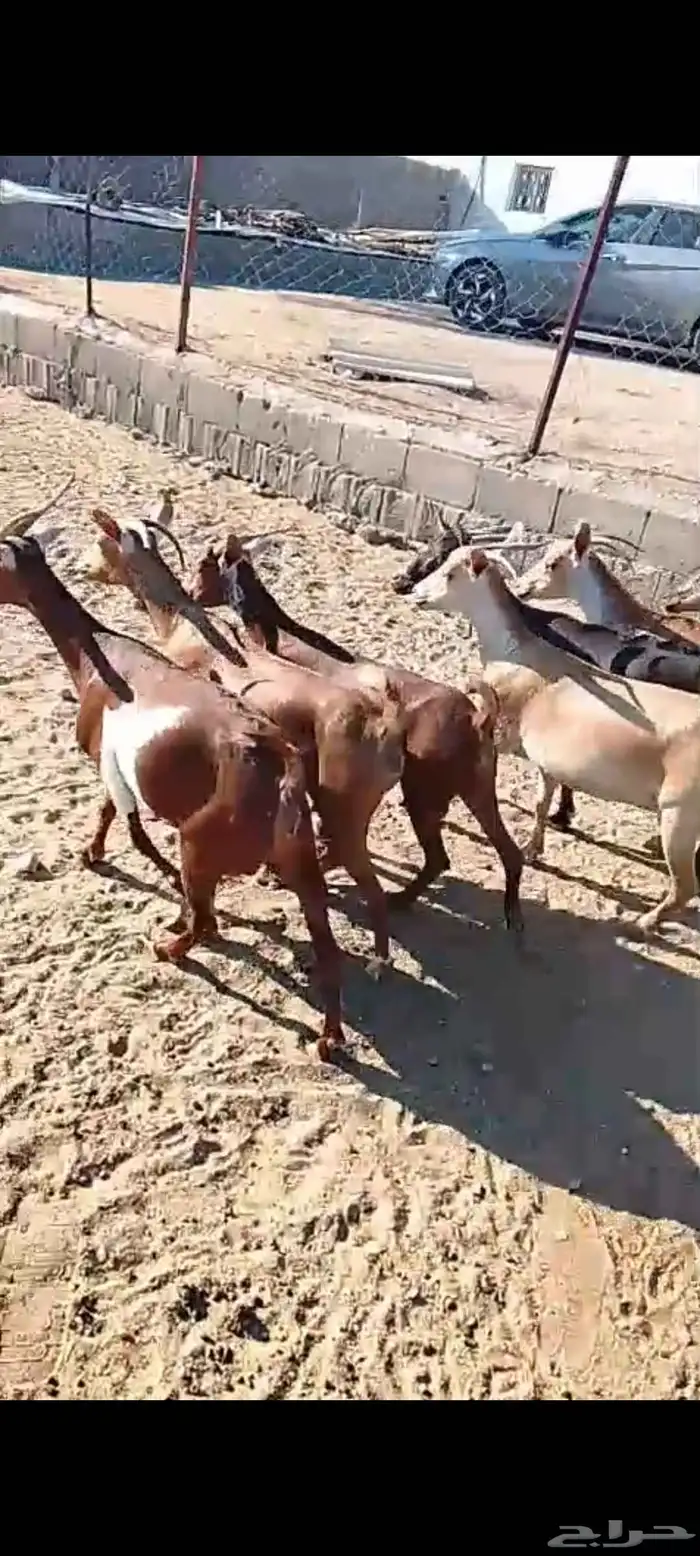 للبيع 11معز حص دهم دفيع واصله كلها حصيب مبين 15