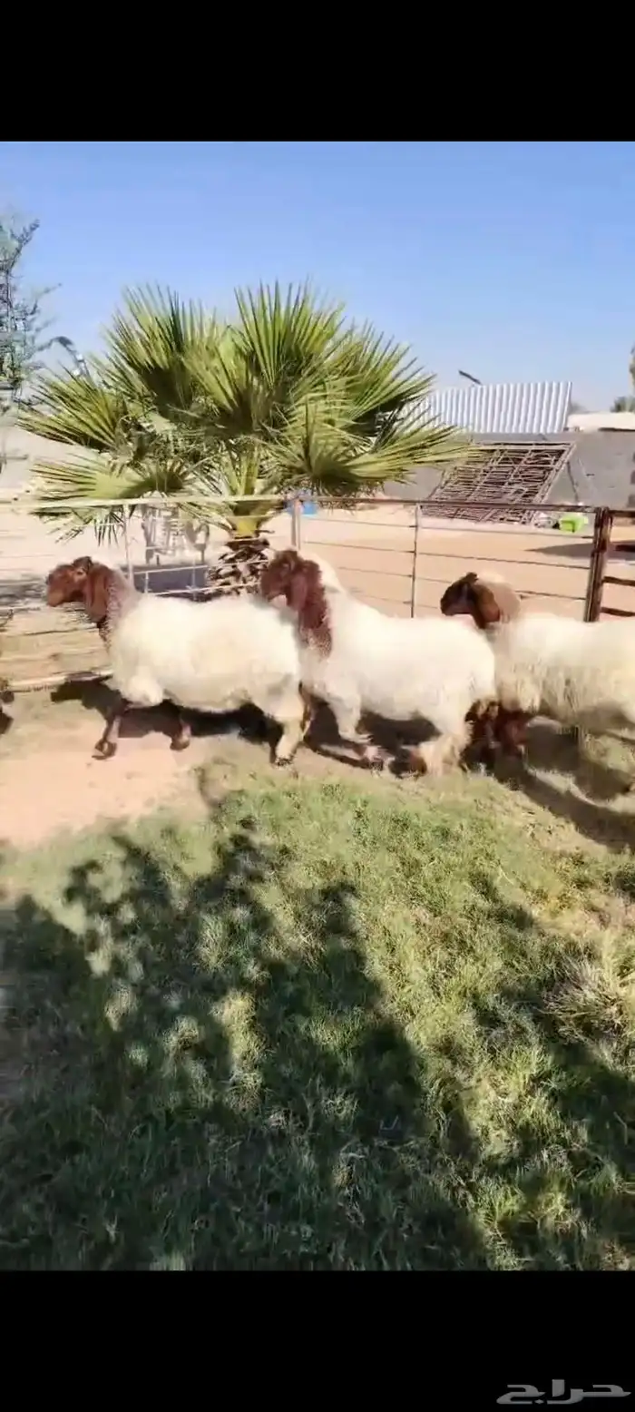 5 رخال نعيييم مقنوي طيبات 0