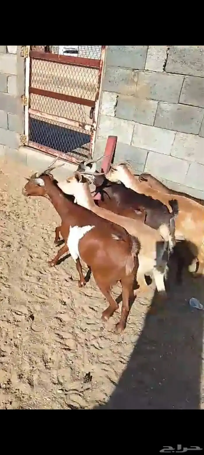 للبيع 11معز حص دهم دفيع واصله كلها حصيب مبين 7