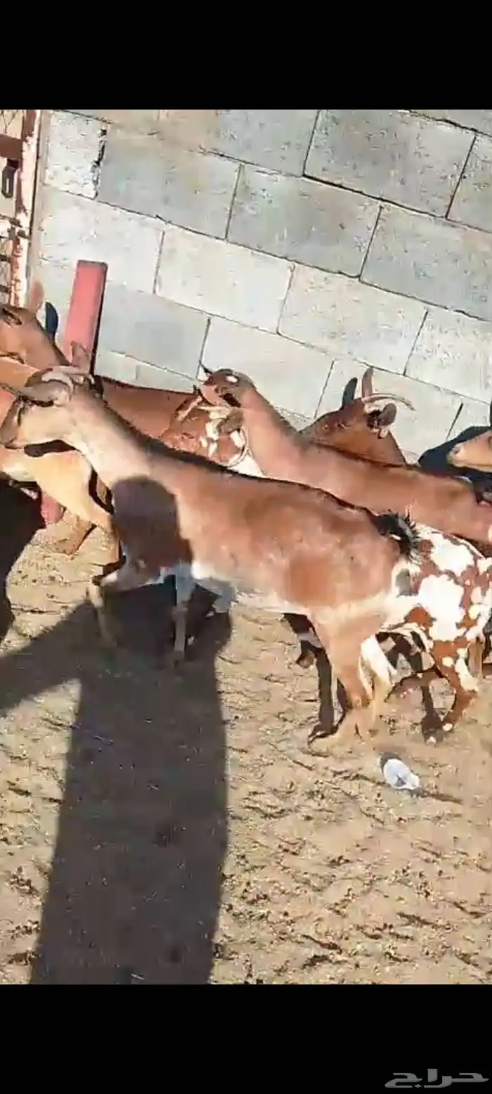 للبيع 11معز حص دهم دفيع واصله كلها حصيب مبين 14