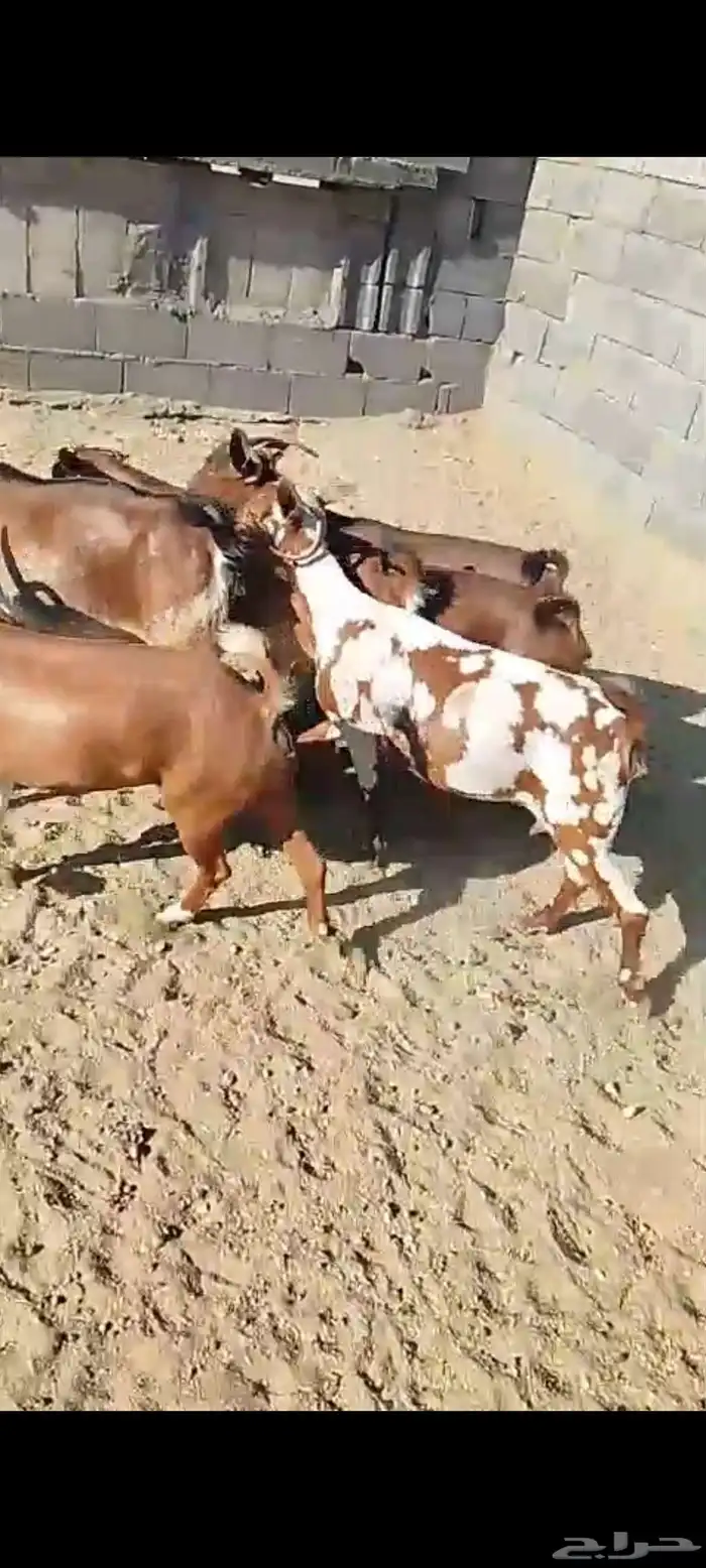 للبيع 11معز حص دهم دفيع واصله كلها حصيب مبين 17