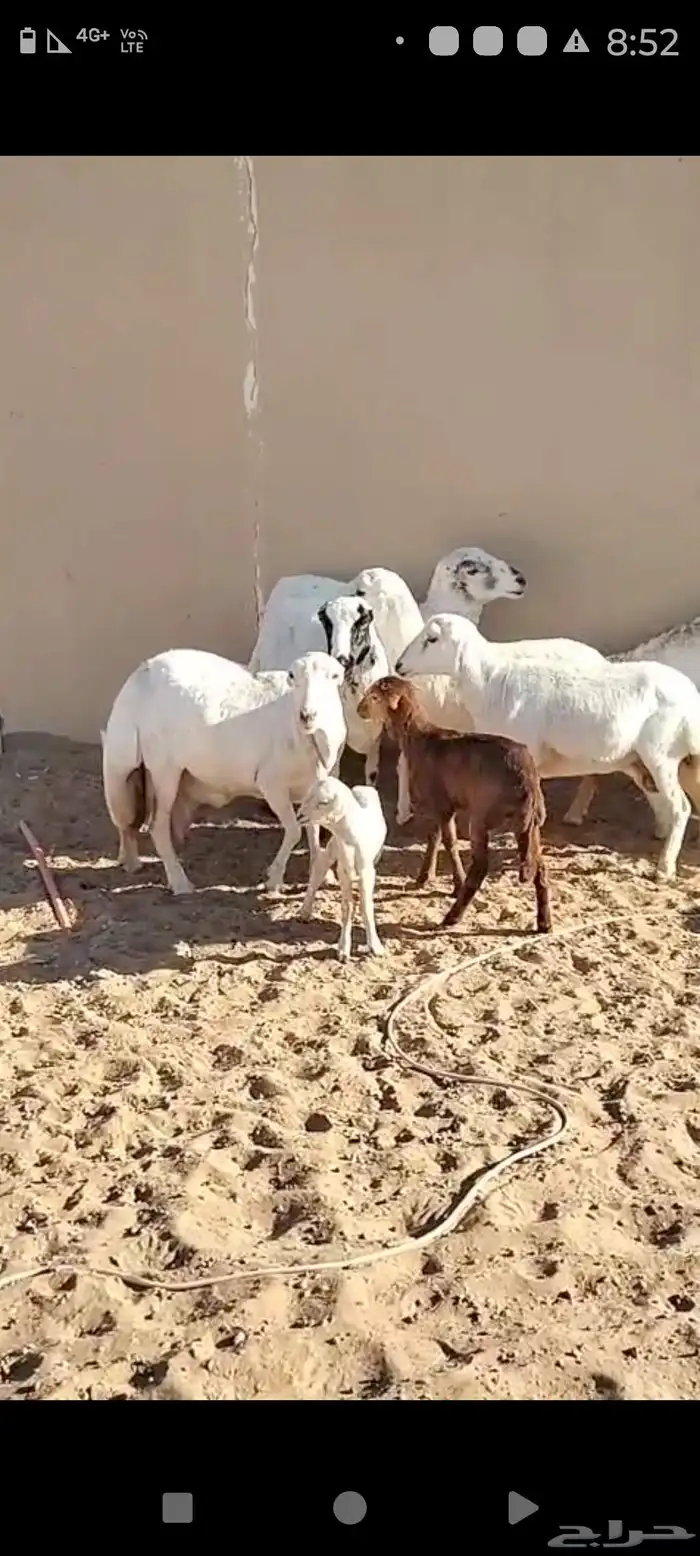 للبيع غنم رفيد العدد 10معه 2موليد 4