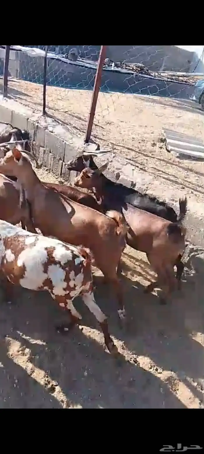 للبيع 11معز حص دهم دفيع واصله كلها حصيب مبين 10