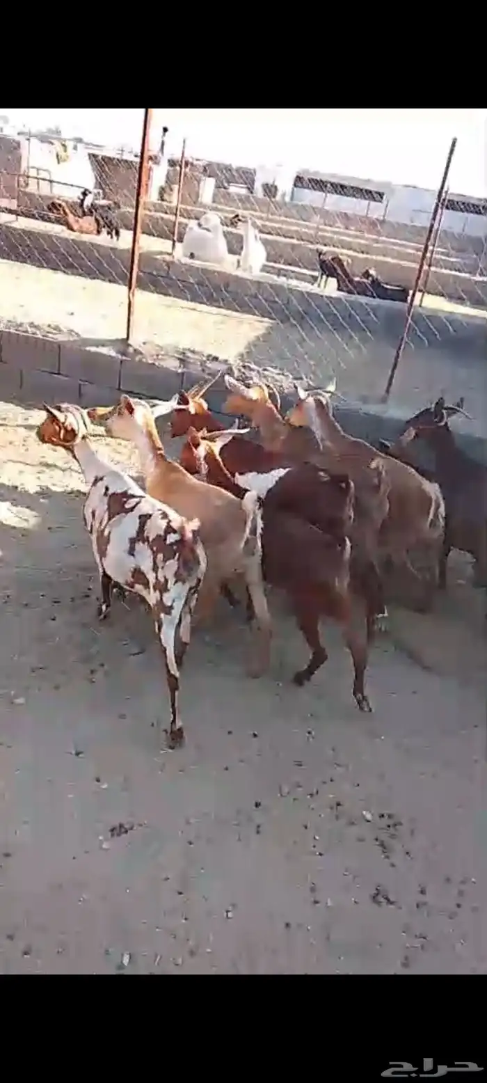 للبيع 11معز حص دهم دفيع واصله كلها حصيب مبين 3