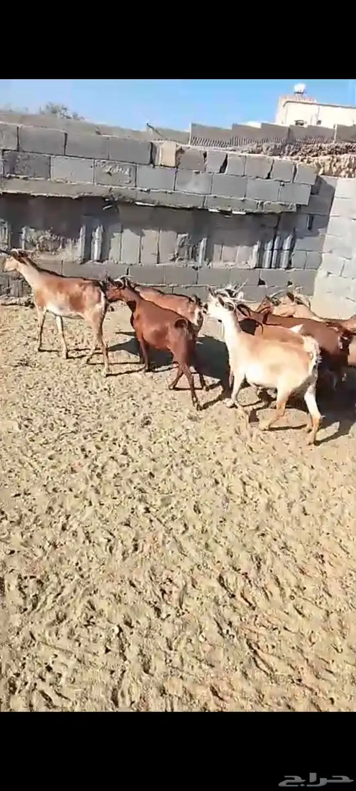 للبيع 11معز حص دهم دفيع واصله كلها حصيب مبين 11