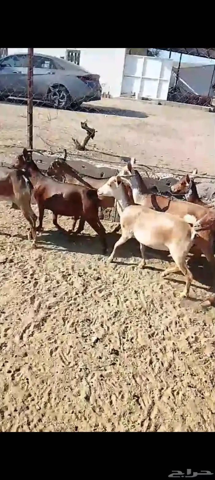 للبيع 11معز حص دهم دفيع واصله كلها حصيب مبين 9