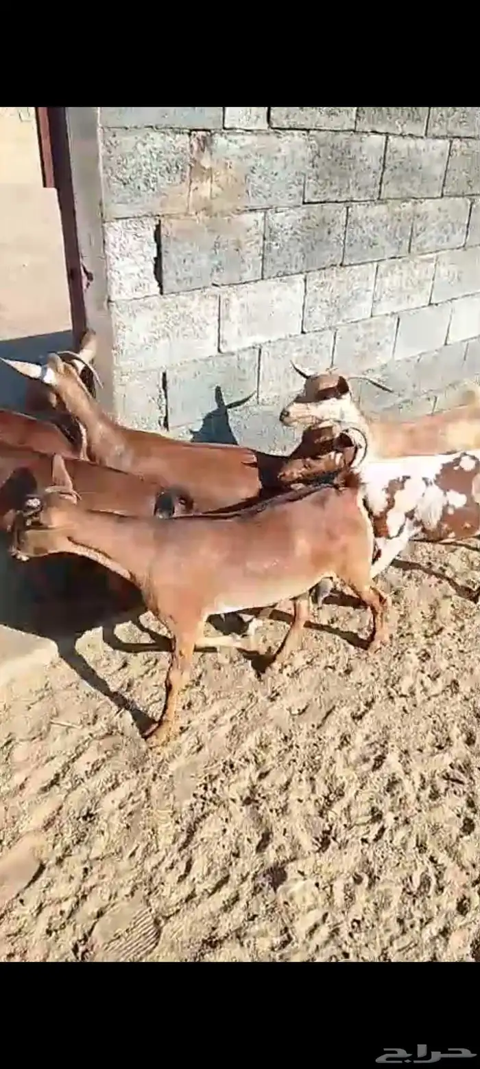 للبيع 11معز حص دهم دفيع واصله كلها حصيب مبين 16