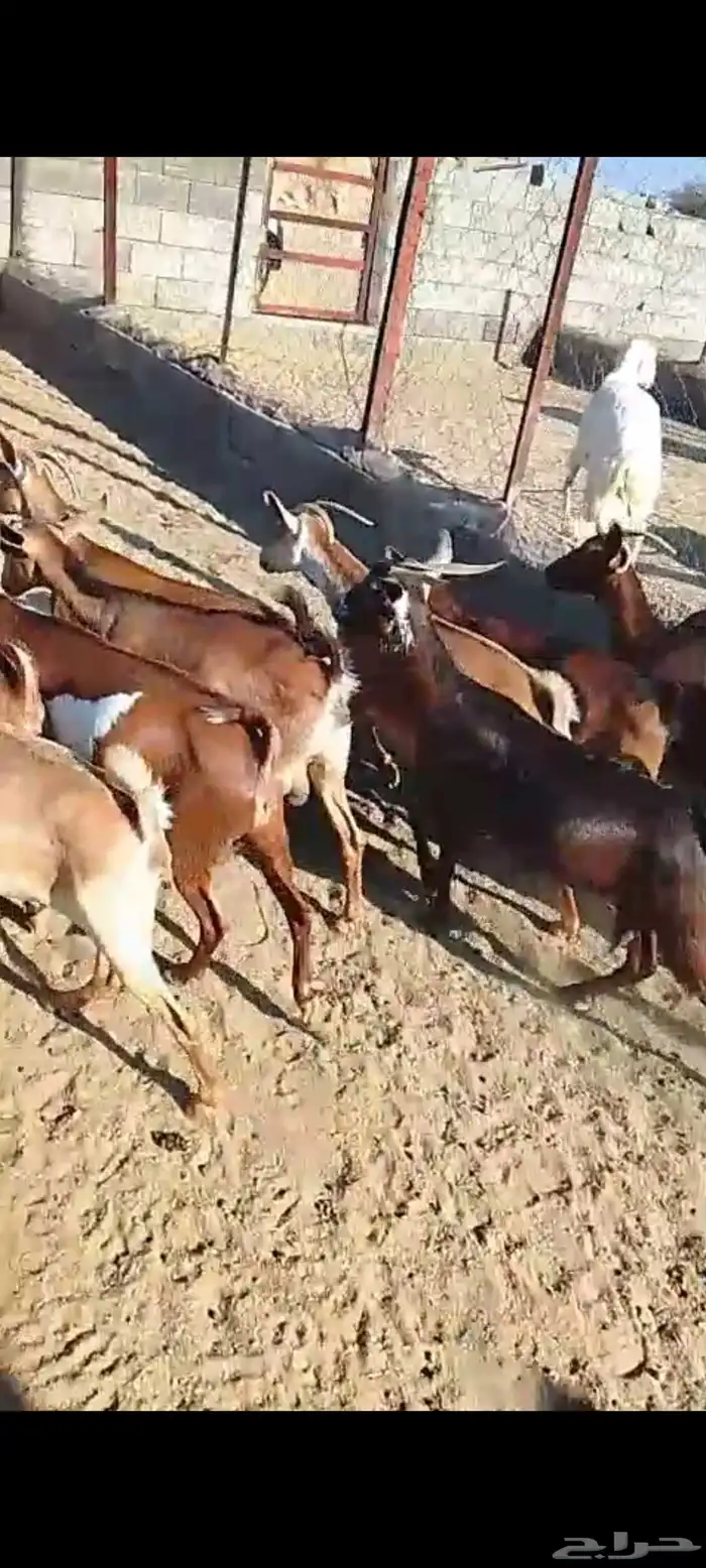 للبيع 11معز حص دهم دفيع واصله كلها حصيب مبين 18