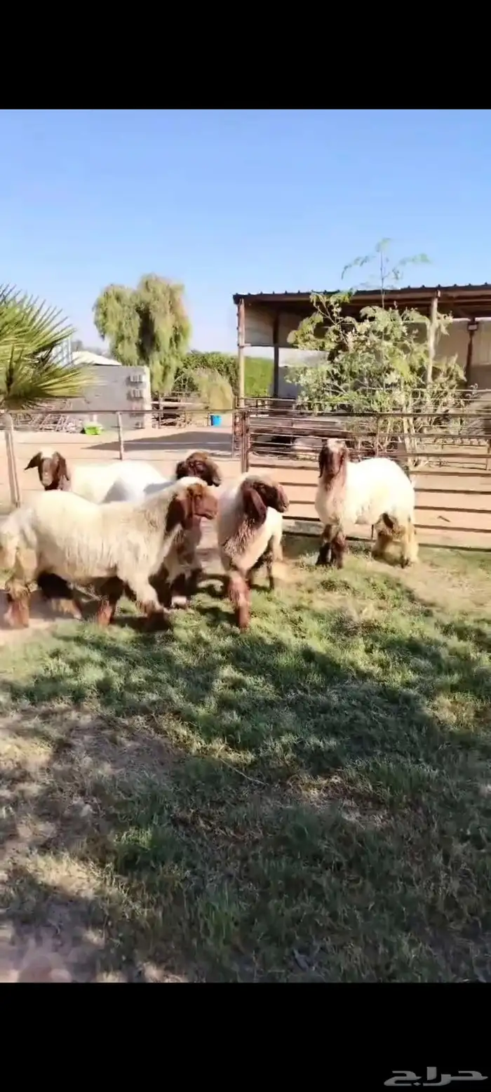 5 رخال نعيييم مقنوي طيبات 2