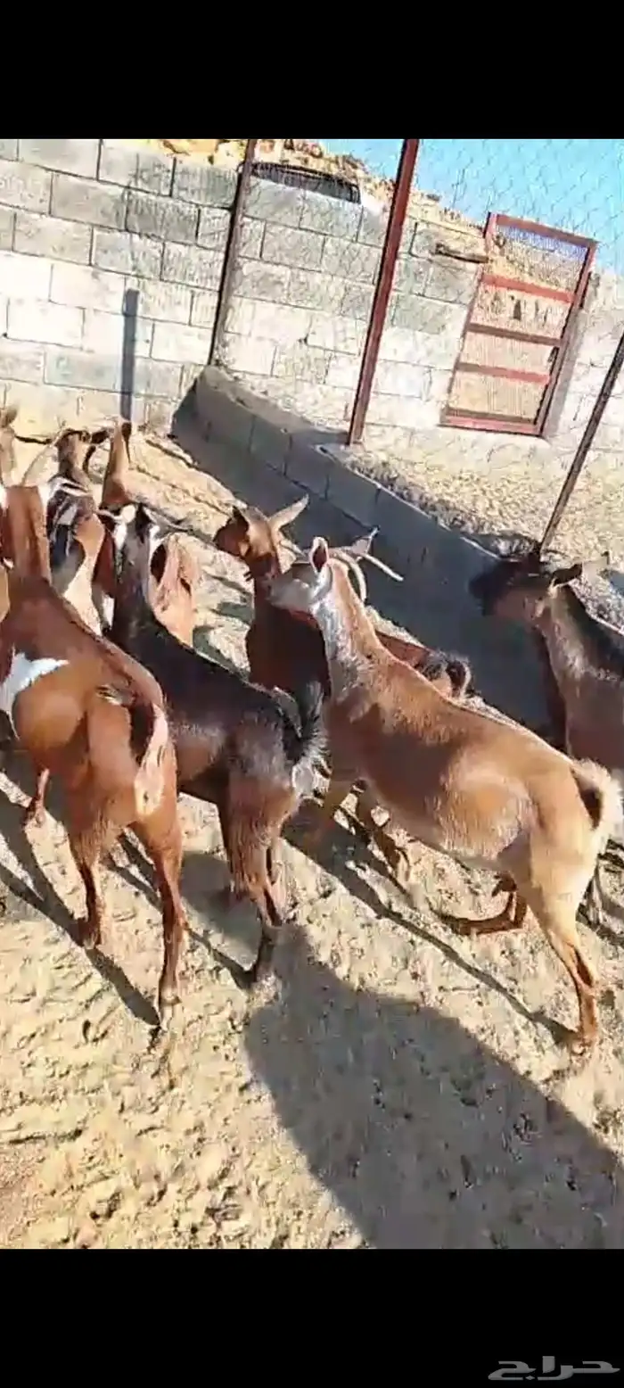 للبيع 11معز حص دهم دفيع واصله كلها حصيب مبين 1