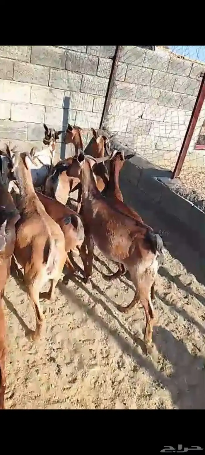 للبيع 11معز حص دهم دفيع واصله كلها حصيب مبين 0