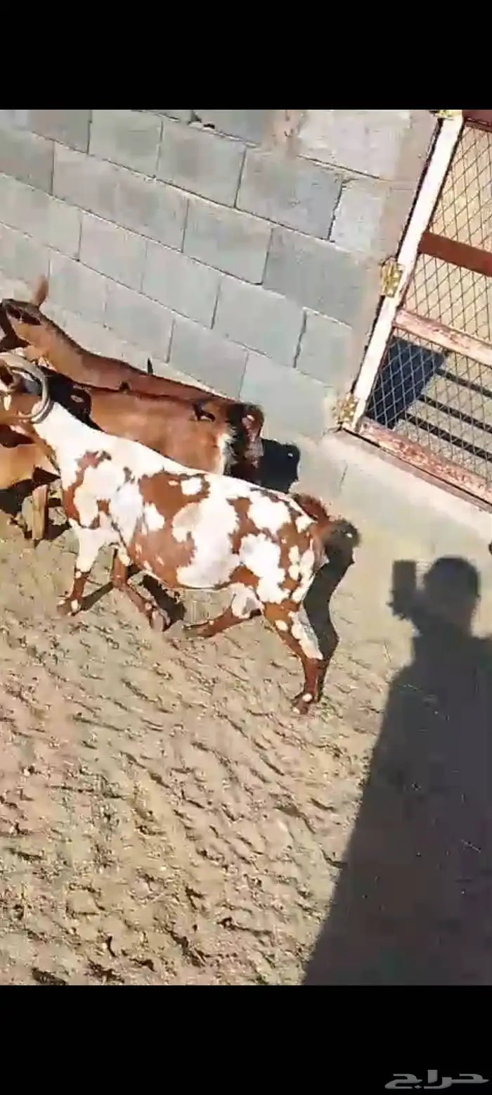 للبيع 11معز حص دهم دفيع واصله كلها حصيب مبين 2