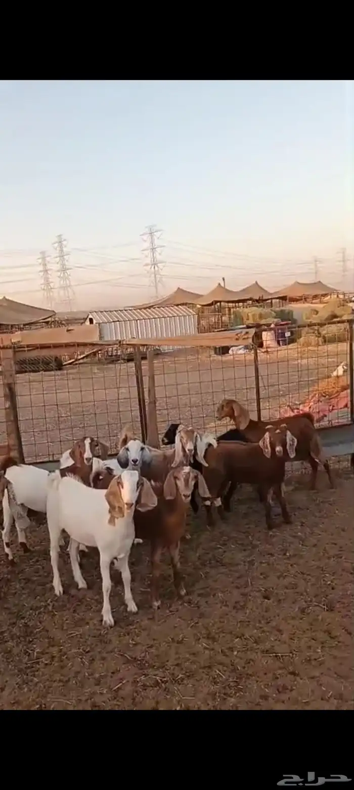 9 جفار مقاني من 1200 3