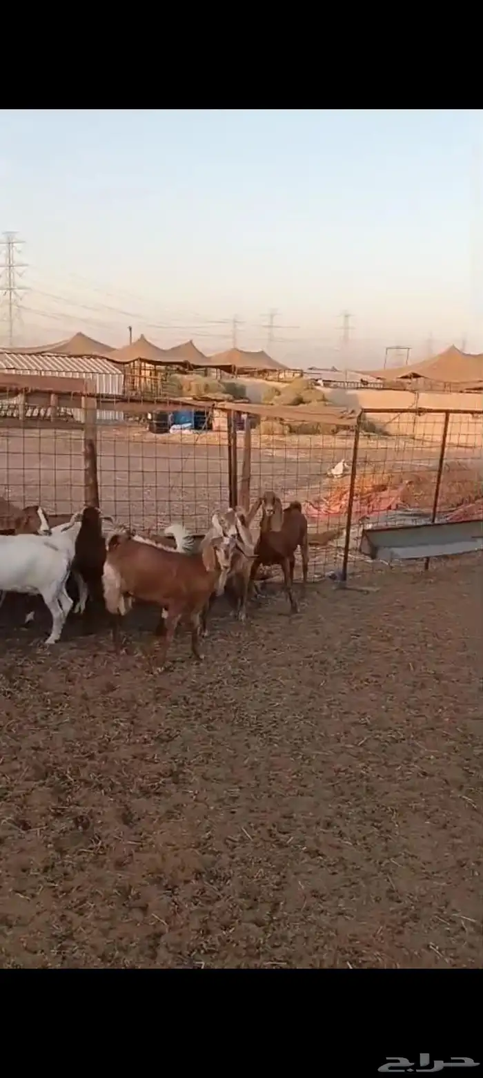 9 جفار مقاني من 1200 1