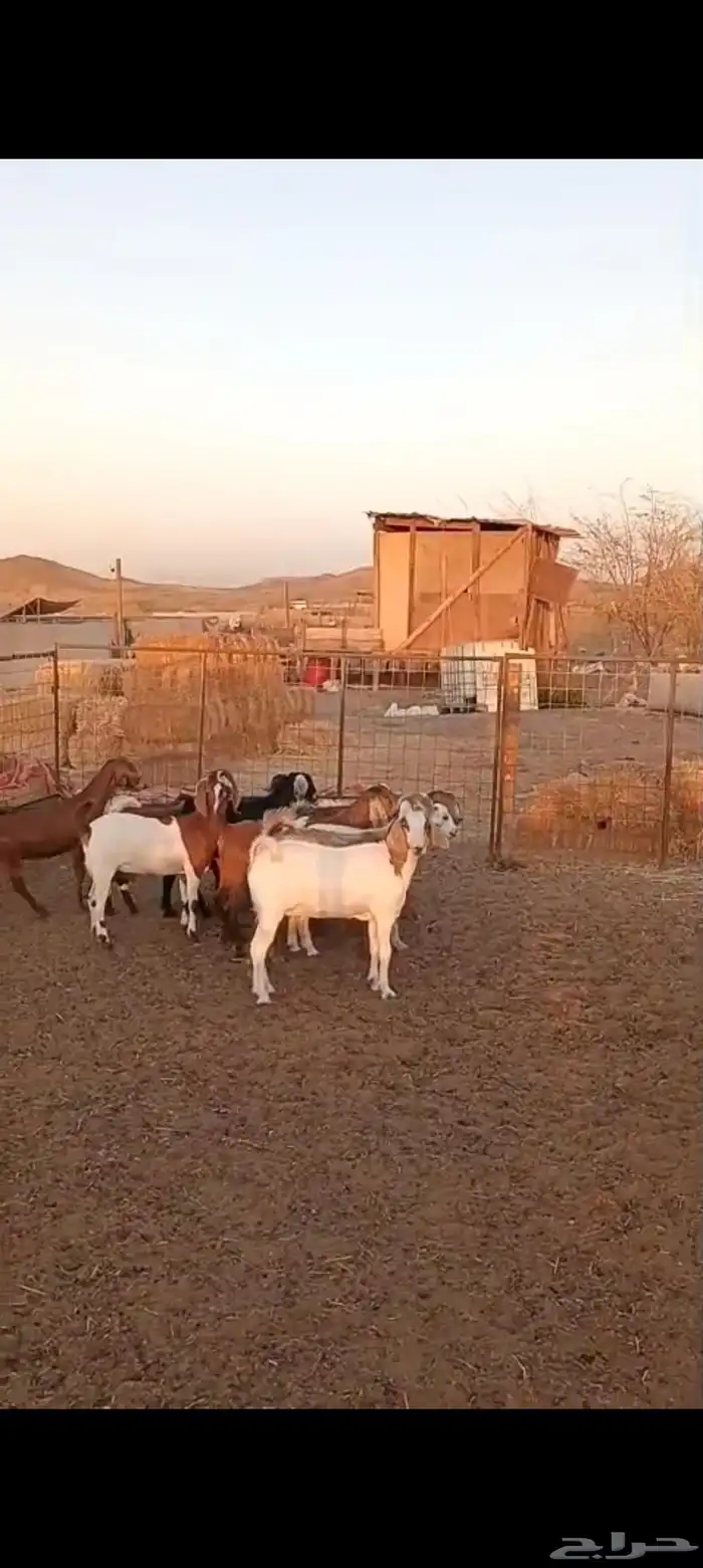 9 جفار مقاني من 1200 7