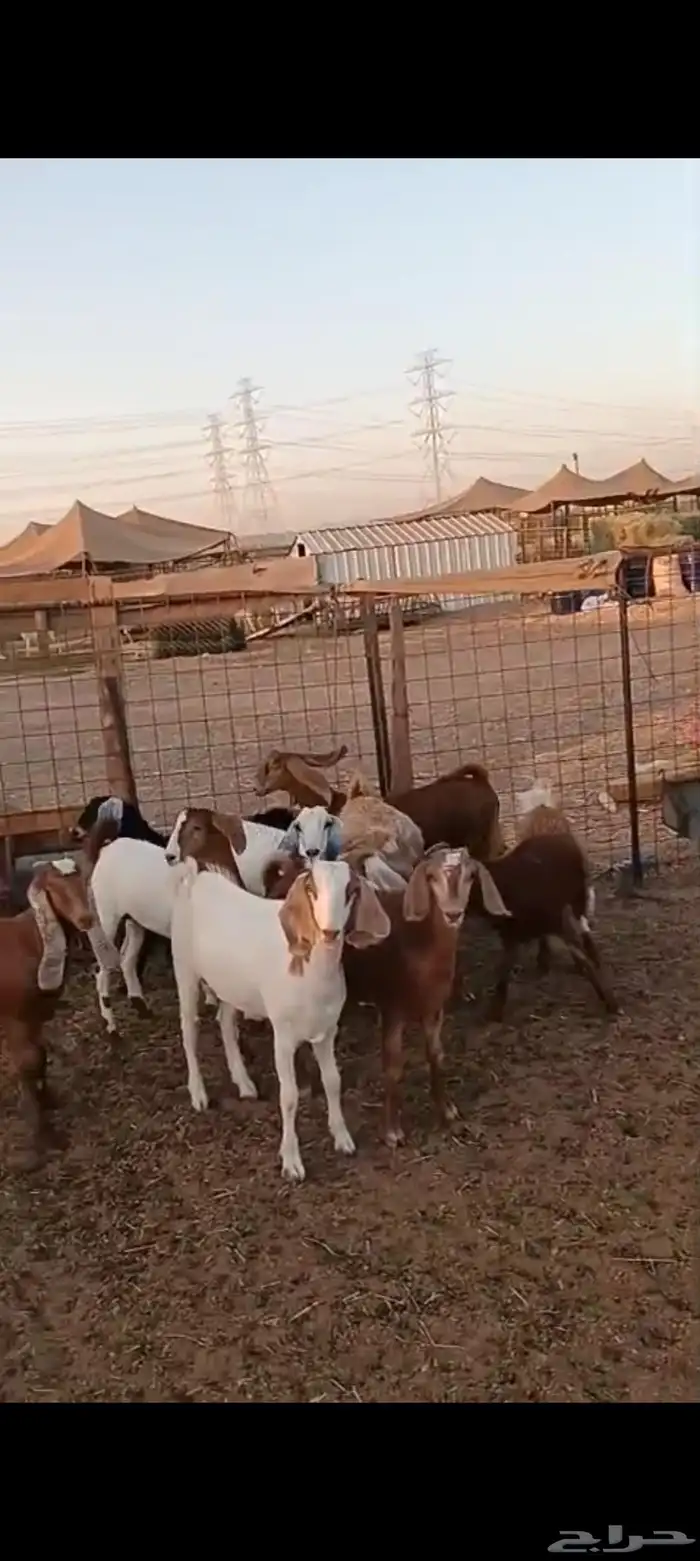 9 جفار مقاني من 1200 0